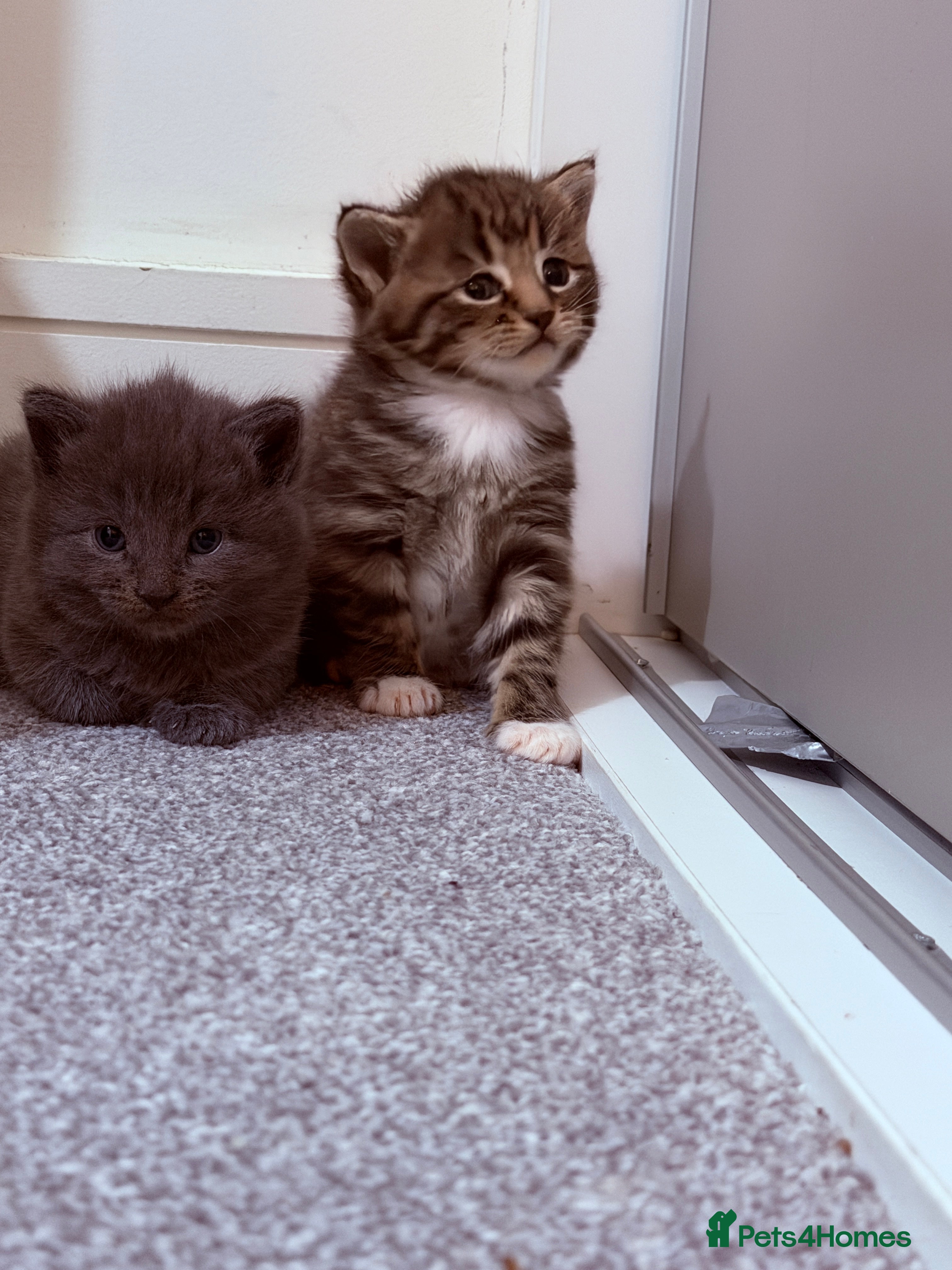 Mixed Breed cats No names yet - Advert 3