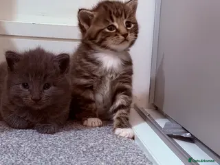 Mixed Breed cats No names yet - Advert 3