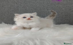 Ragdoll cats for sale: Best Ragdoll Kittens Regional Winner - Image 16