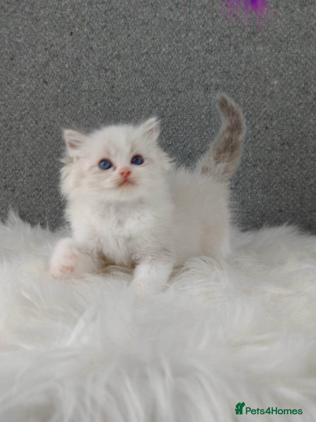 Ragdoll cats for sale: Best Ragdoll Kittens Regional Winner - Image 16