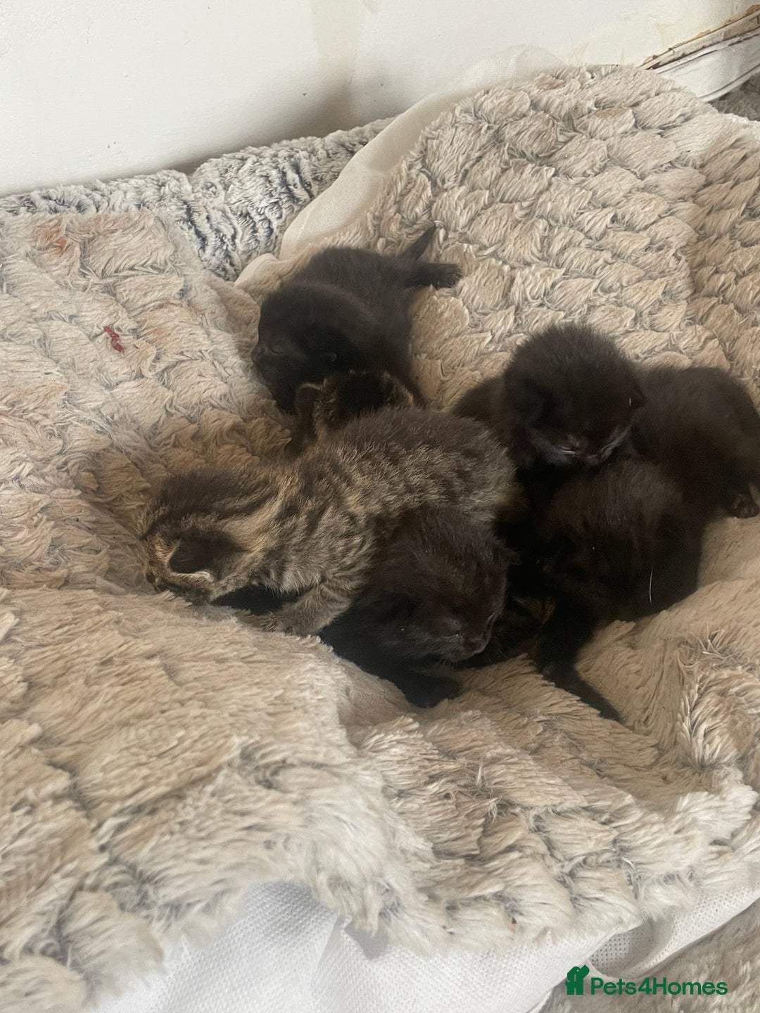 Mixed Breed cats for sale: 5 beautiful mixed kittens  - Image 1