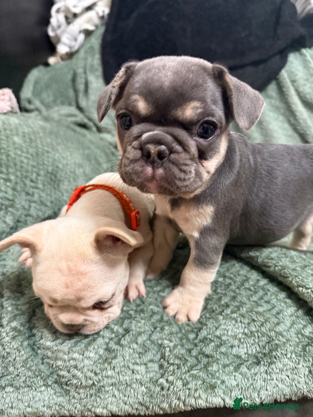 French Bulldog dogs for sale: One girl left.French Bulldog puppies 🐶❤️ KC reg - Advert 12