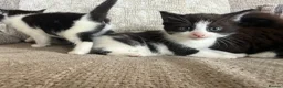 Mixed Breed cats for sale: Mixture of beautiful Kitten  - Advert 6