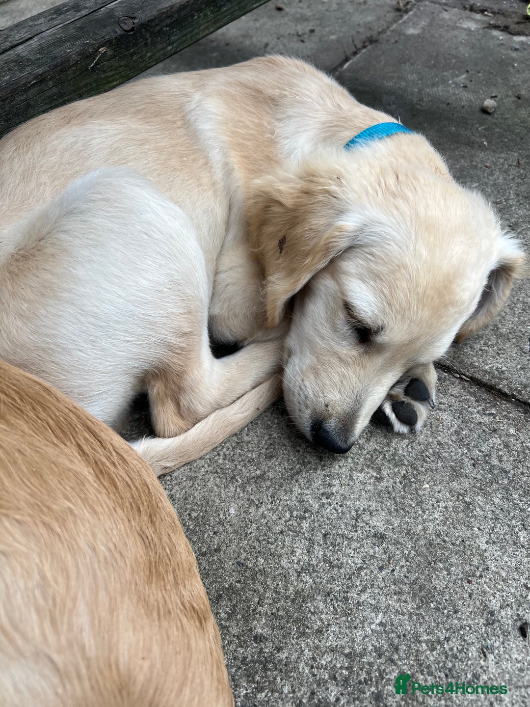 Golden Retriever dogs for sale: Male Golden Retriever puppy - Image 4
