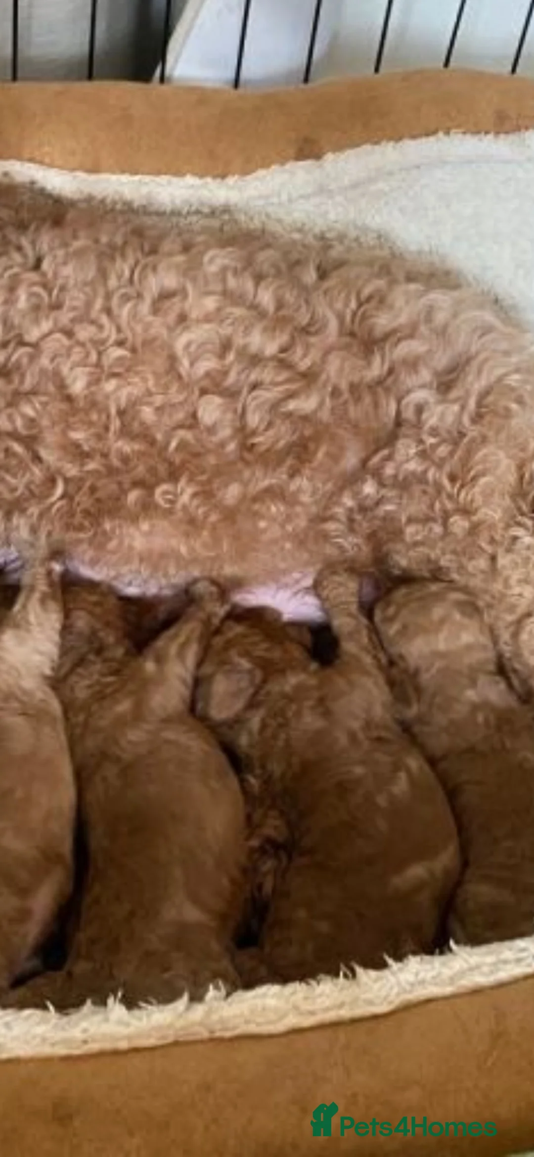 Cavapoo dogs for sale: Toy poodle x cavalier (cavapoo) - Advert 2