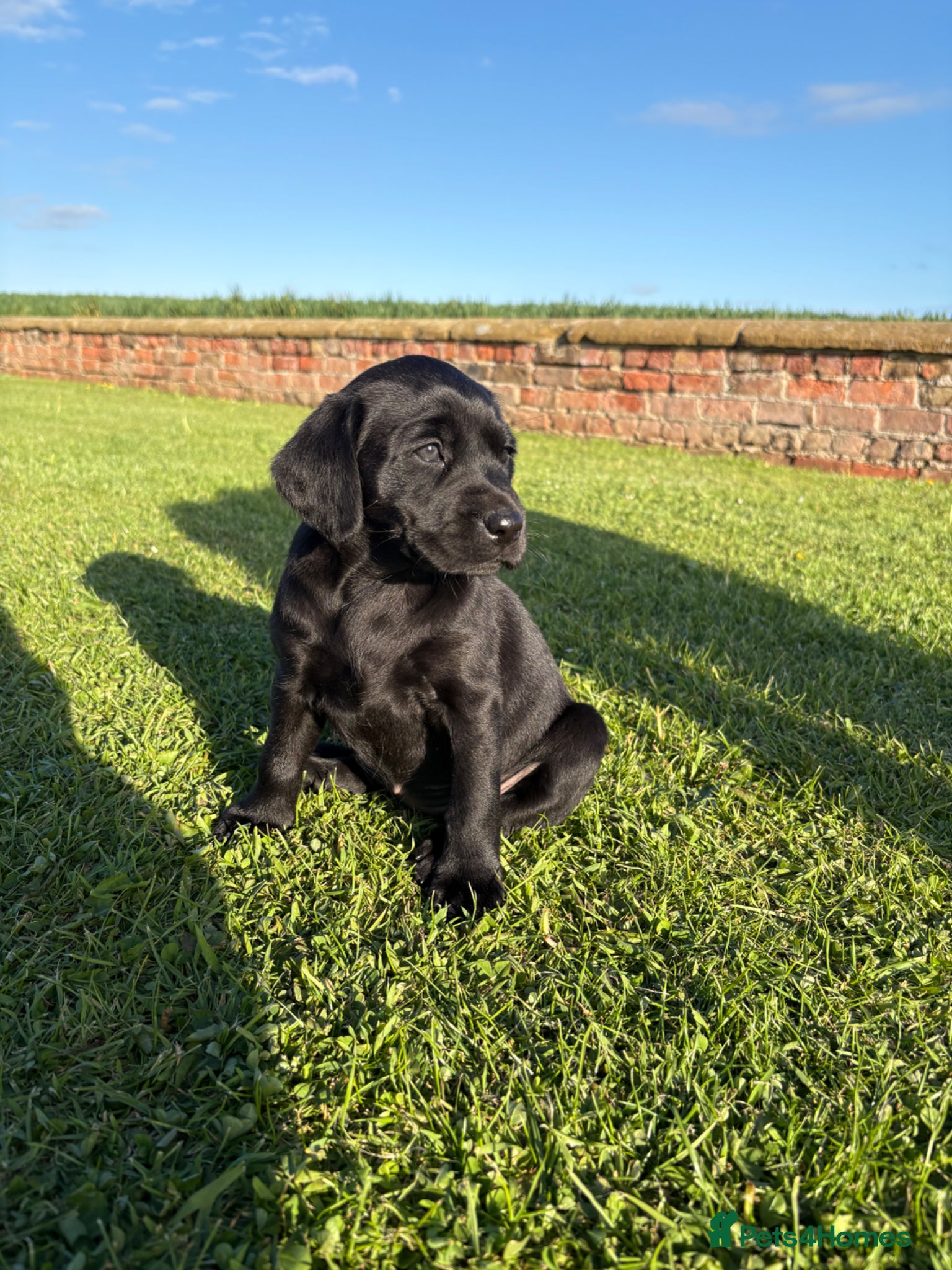 Labrador Retriever dogs for sale: KC Black Labrador Puppies - Advert 4