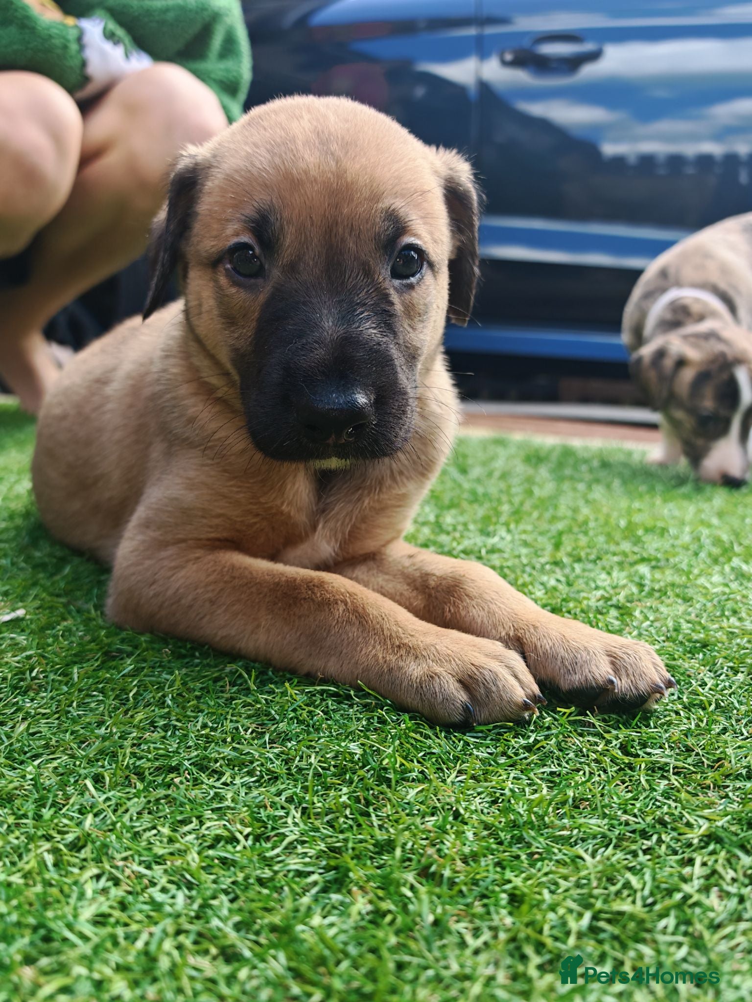 Lurcher dogs Stunning lurcher puppies - Advert 14