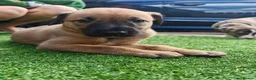 Lurcher dogs for sale: Stunning lurcher puppies - Advert 1