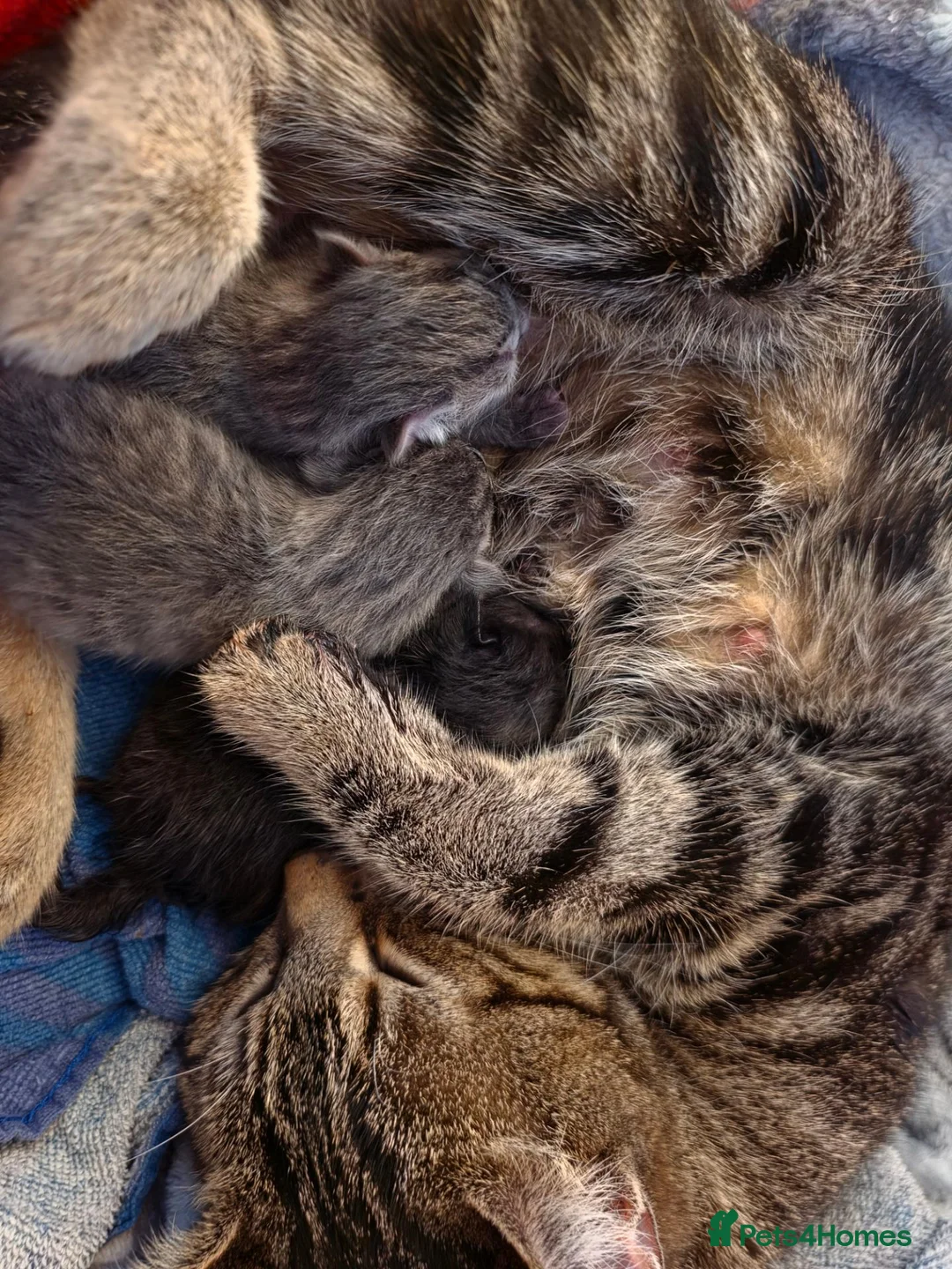 Domestic Shorthair cats for sale: Three gorgeous 3 boys for sale - Advert 22