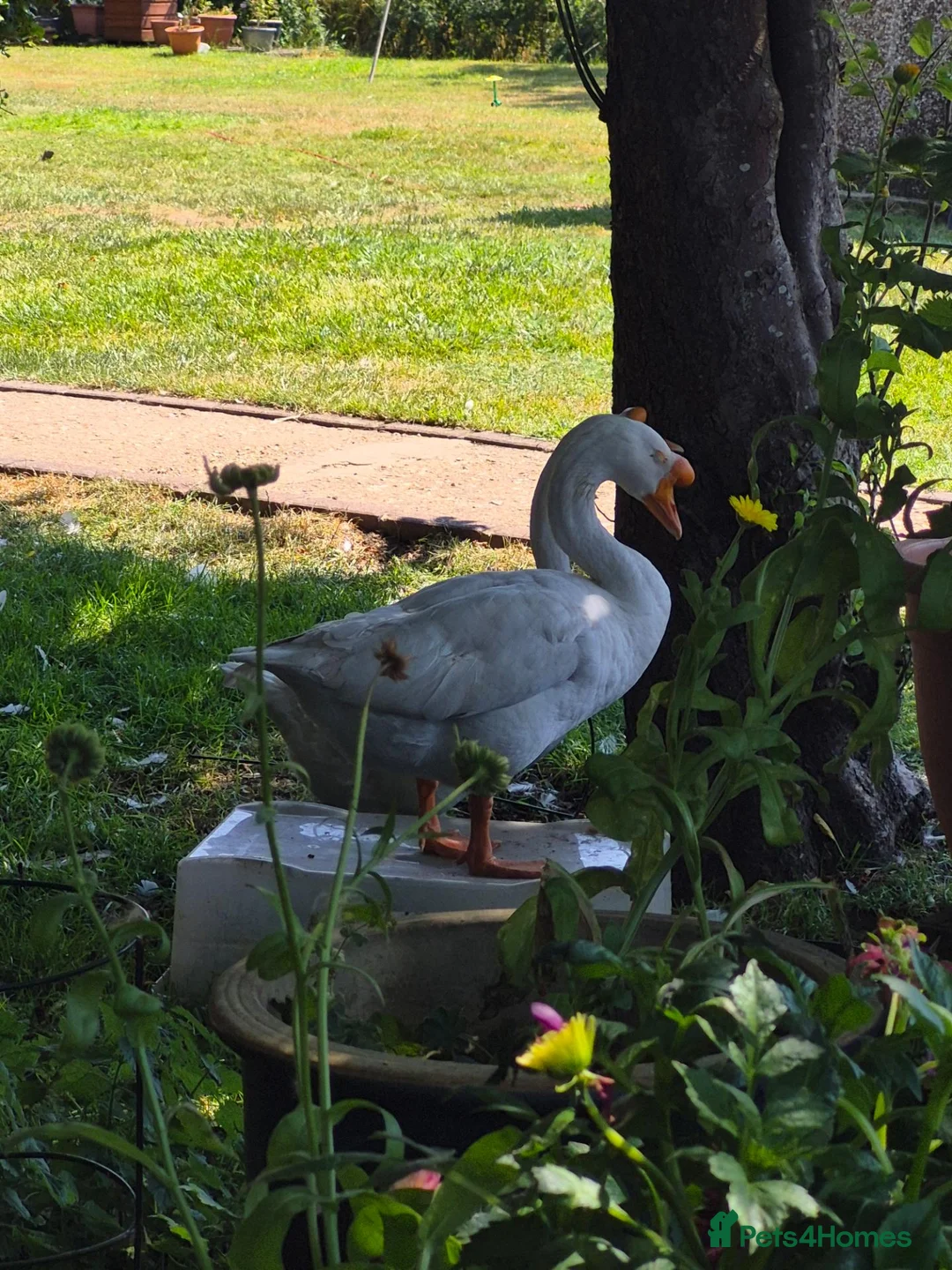 Geese poultry for sale: White Chinese geese  - Advert 2