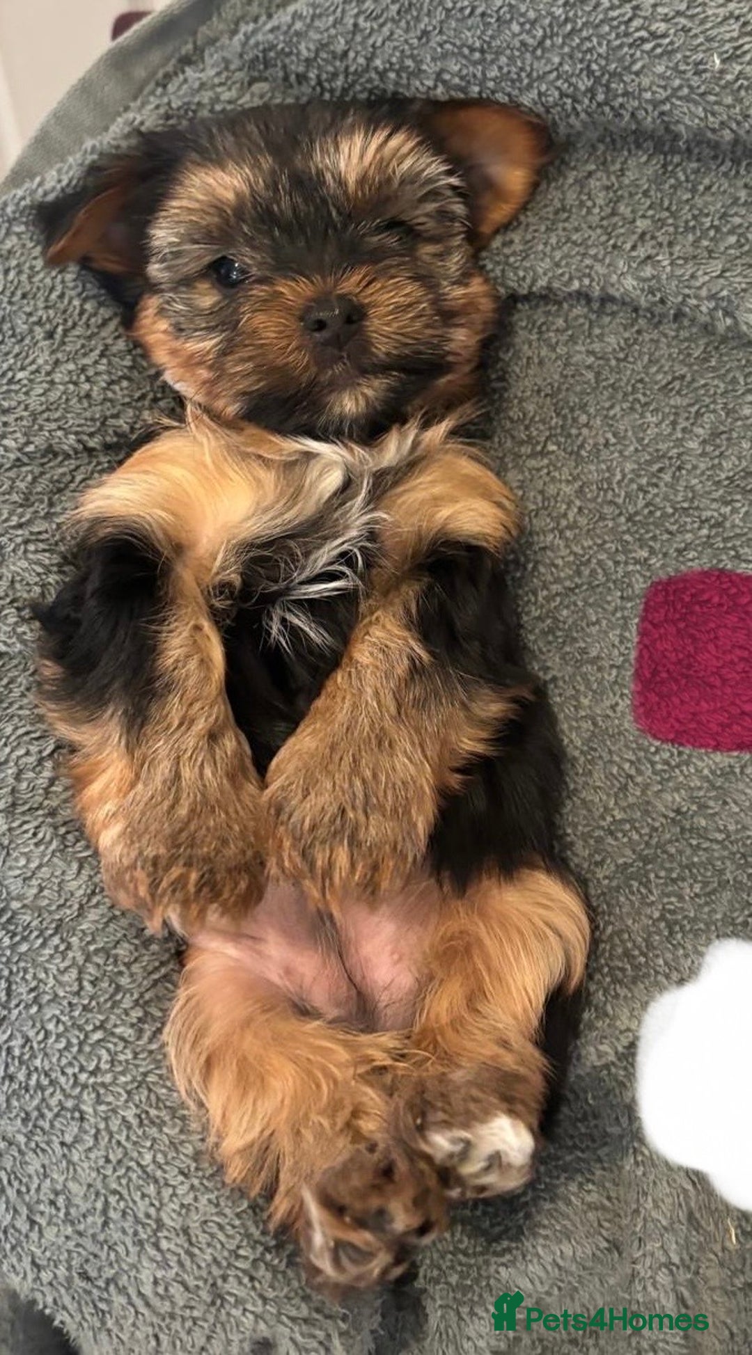 Yorkshire Terrier dogs for sale: Pure Yorkshire terriers  - Advert 8