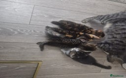 Mixed Breed cats for sale: 5 beautiful kittens 4 female 1 male - Image 17