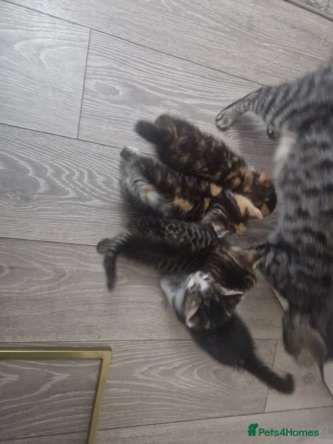 Mixed Breed cats for sale: 5 beautiful kittens 4 female 1 male - Image 17