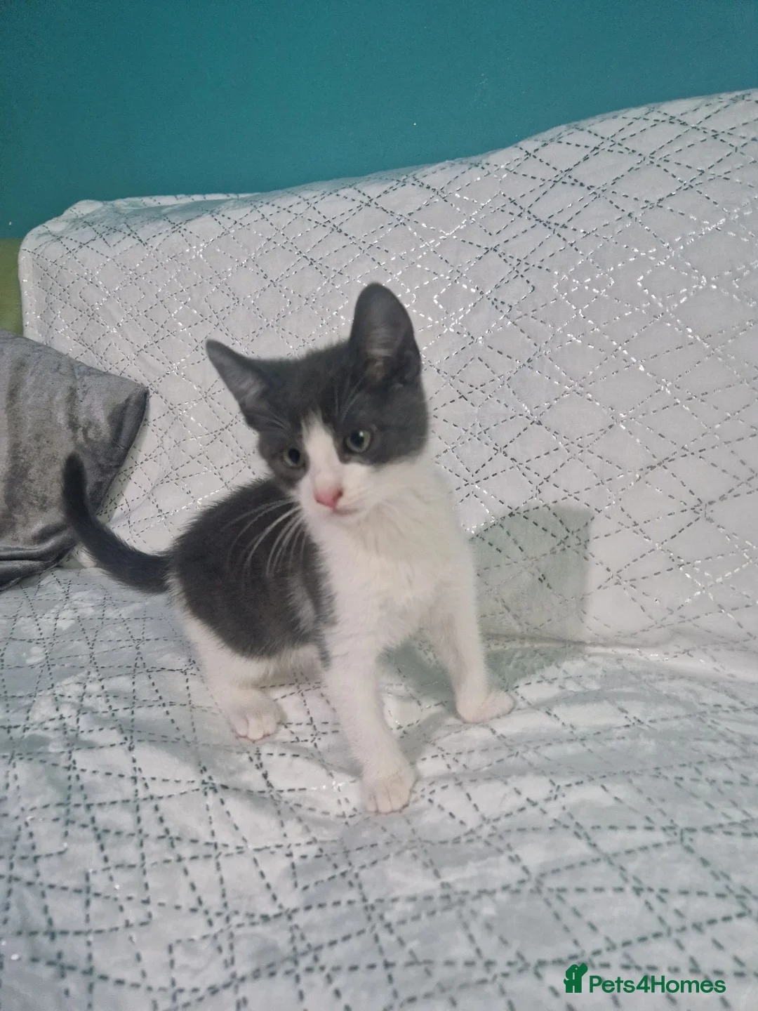 Ragdoll cats for sale: Beautiful chunky kittens - Advert 2