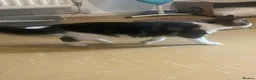 Domestic Shorthair cats for sale: 5 month old kitten in Andover - Advert 3