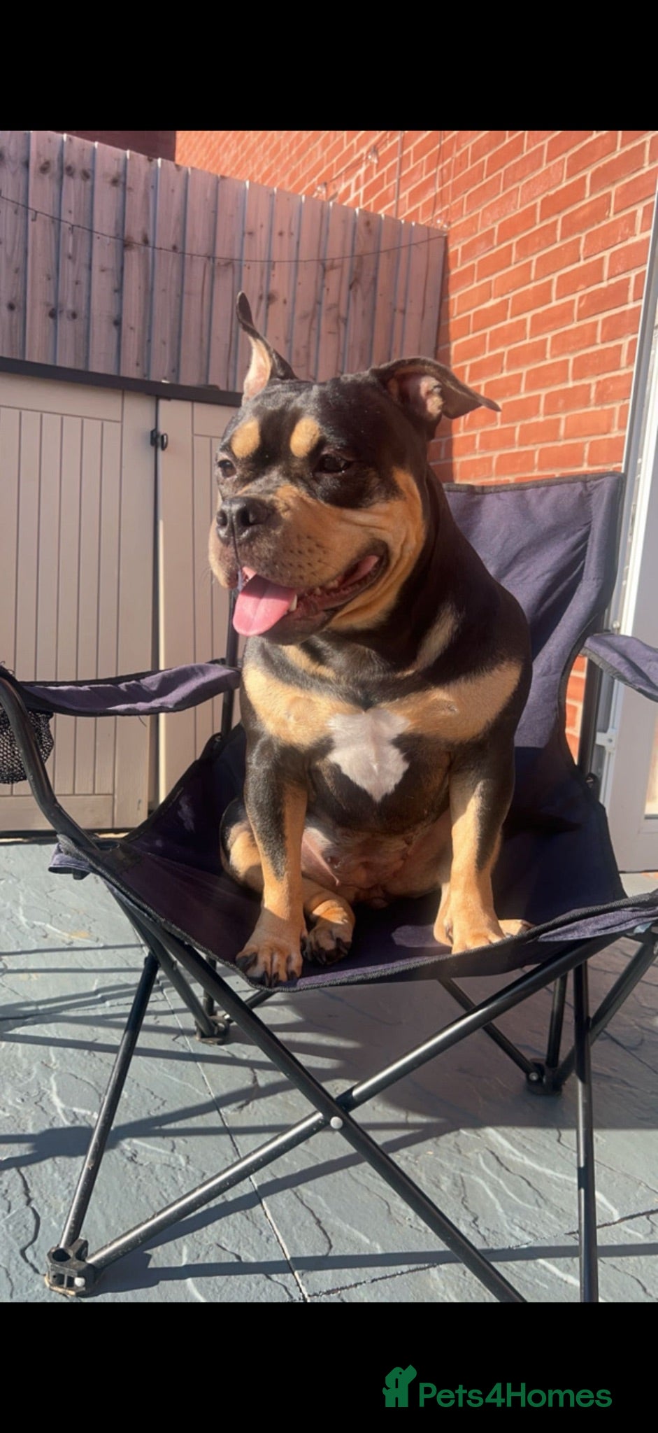 American Bully dogs Pocket Bully 3years old - Advert 13