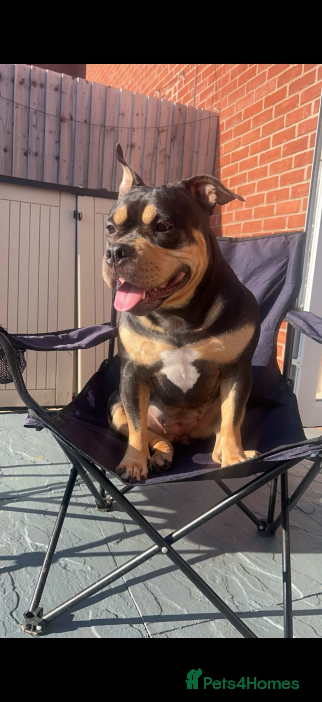 American Bully dogs for sale: Pocket Bully 3years old - Advert 1