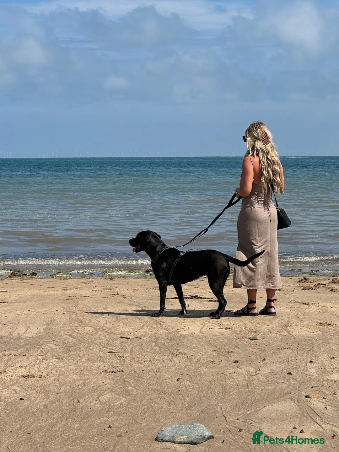 Mixed Breed dogs for sale: NARLA Cane Corso x  - Advert 6