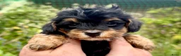 Maltipoo dogs for sale: Maltipoo Puppies  - Advert 8