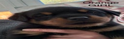 Rottweiler dogs for sale: Chunky Rottweiler Puppies for sale - Advert 14