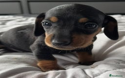 Miniature Dachshund dogs for sale: True miniature smooth coat dachshund puppies  - Image 10