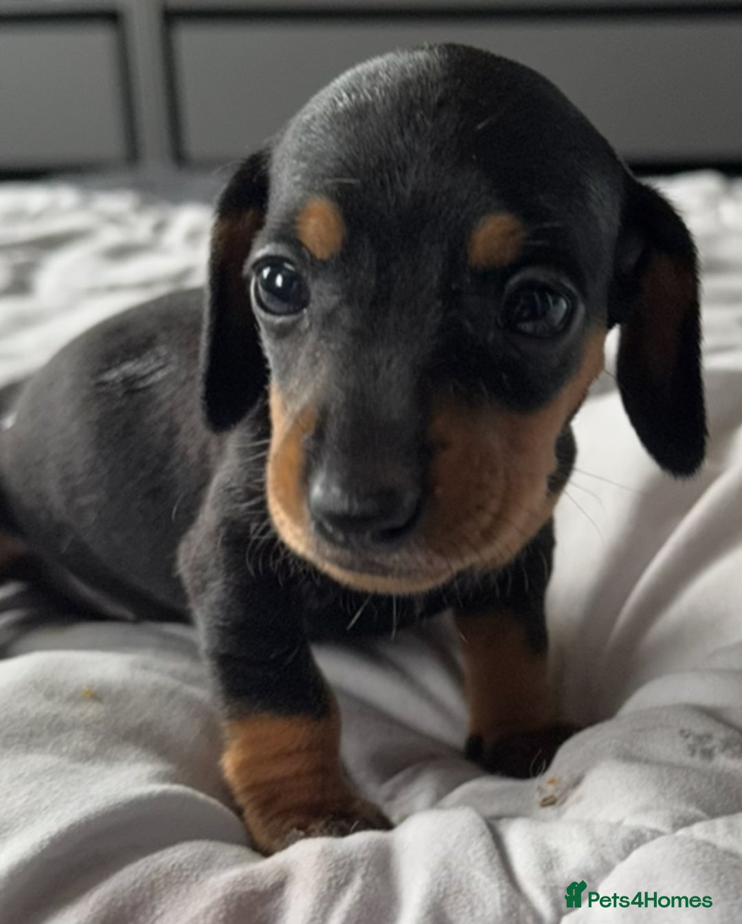 Miniature Dachshund dogs for sale: True miniature smooth coat dachshund puppies  - Image 10