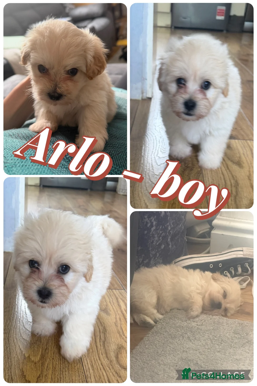 Shihpoo dogs for sale: Gorgeous shihpoo puppies for sale - Advert 2
