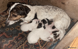 Jack Russell dogs for sale: Jack Russell Puppies - Advert 8