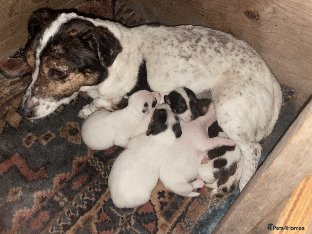 Jack Russell dogs for sale: Jack Russell Puppies - Advert 8