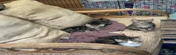 Mixed Breed cats for sale: A selection of bundles of fur !  - Advert 4