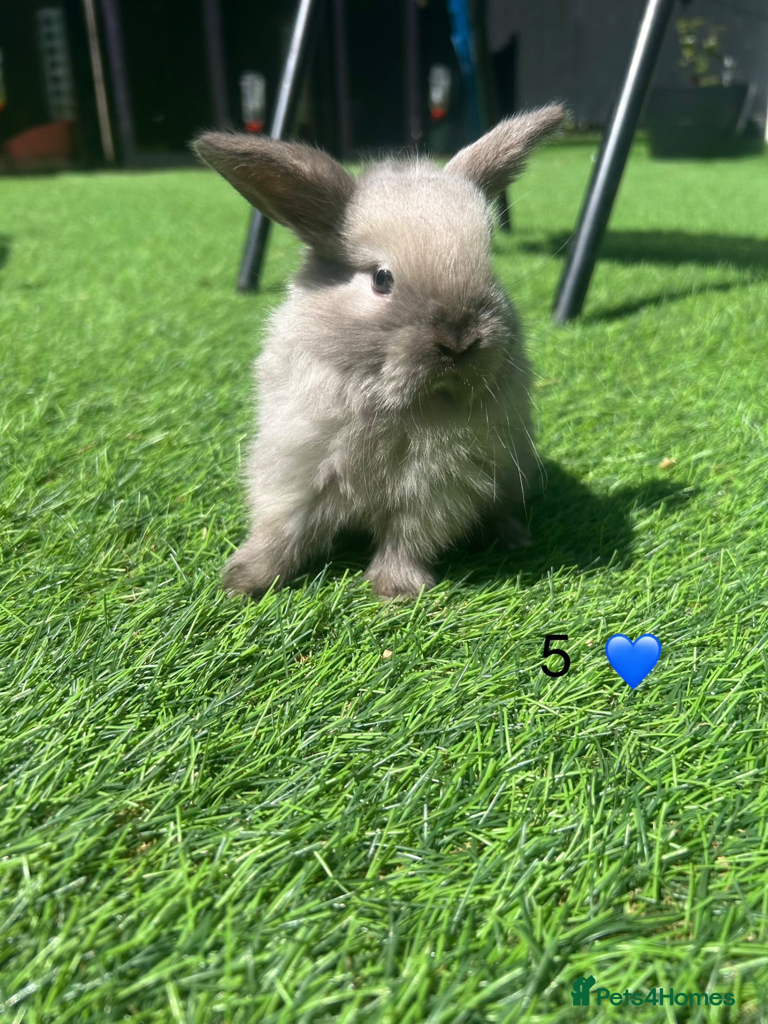 Mini Lop rabbits 3 pure mini lop babys  - Advert 3