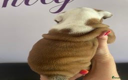 English Bulldog dogs for sale: 4 KC English Bulldog Puppies  - Image 28