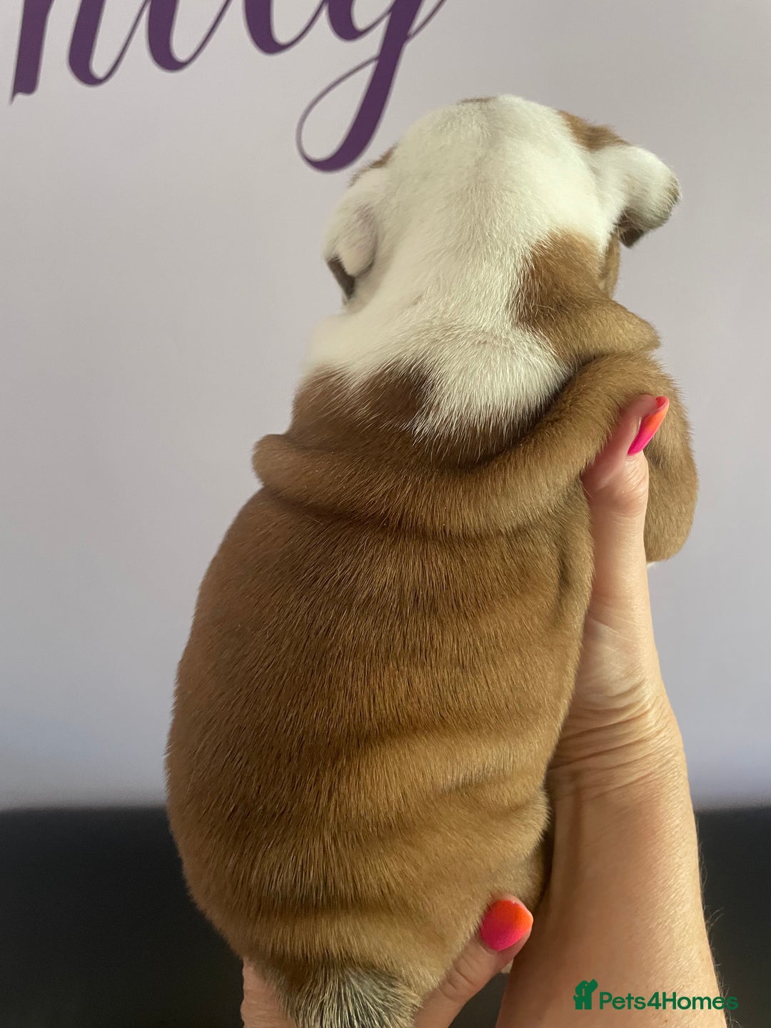English Bulldog dogs for sale: 4 KC English Bulldog Puppies  - Image 28