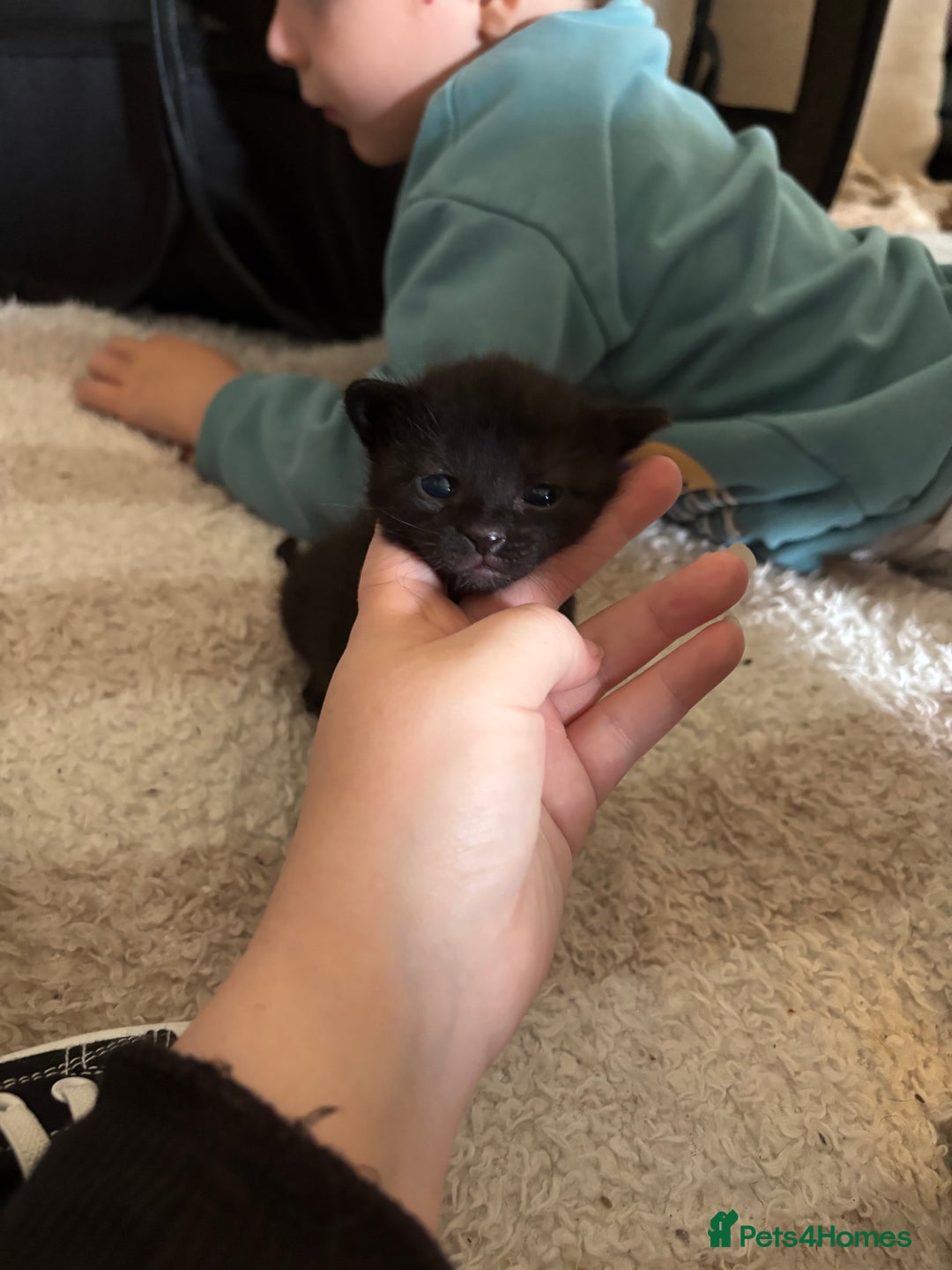British Shorthair cats for sale: Beautiful kittens READY TO LEAVE SUNDAY - Image 6