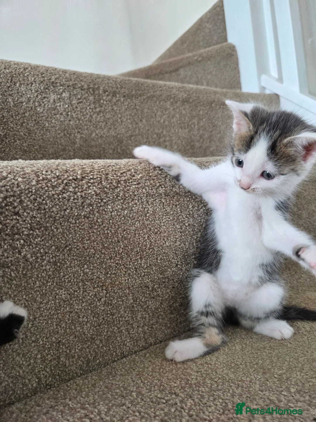 Mixed Breed cats for sale: 4 girls and 2 boys - Advert 2
