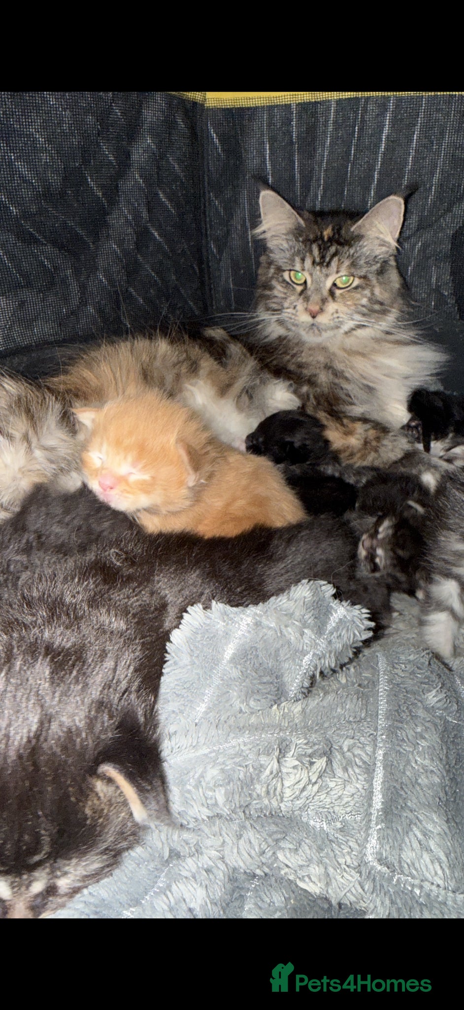 Maine Coon cats Full Maine coon Valentine’s Day kittens  - Advert 1