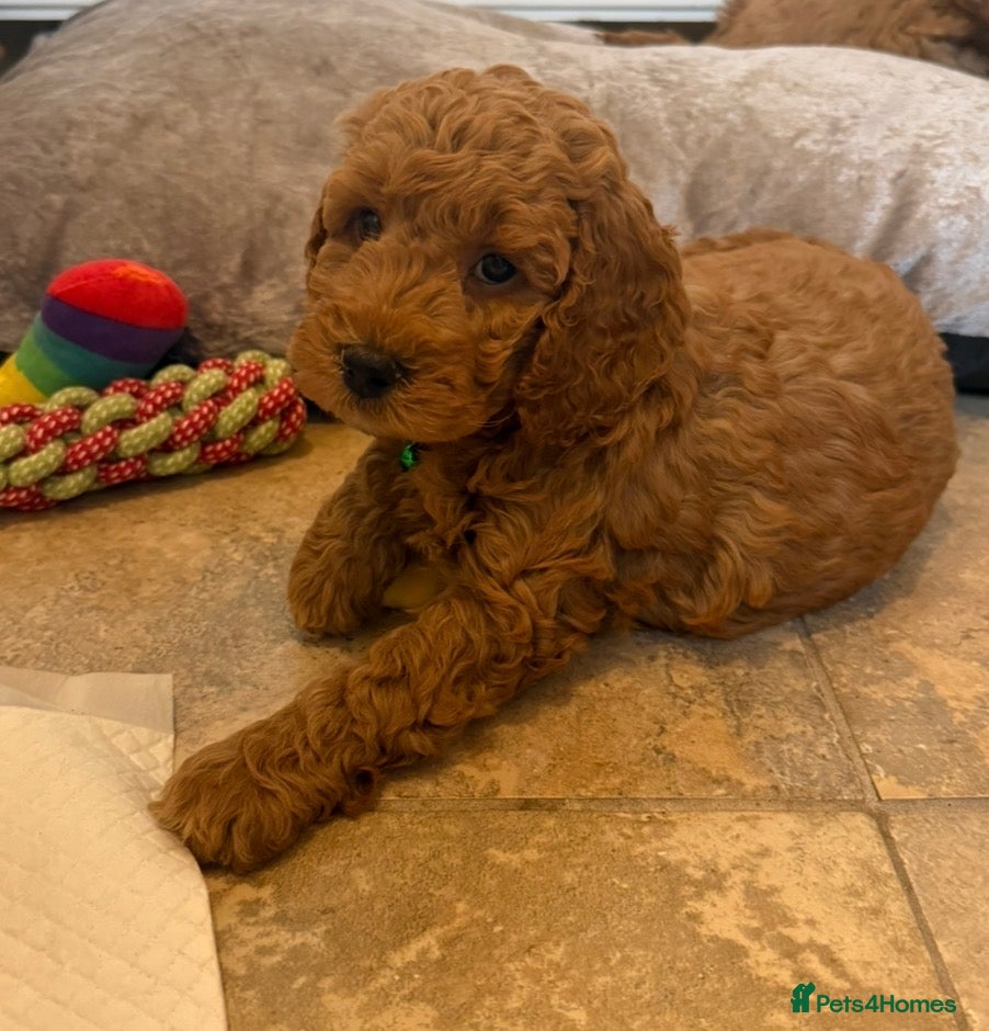 Cockapoo dogs Quality F1b COCKAPOO Puppies in Dungannon - Advert 7