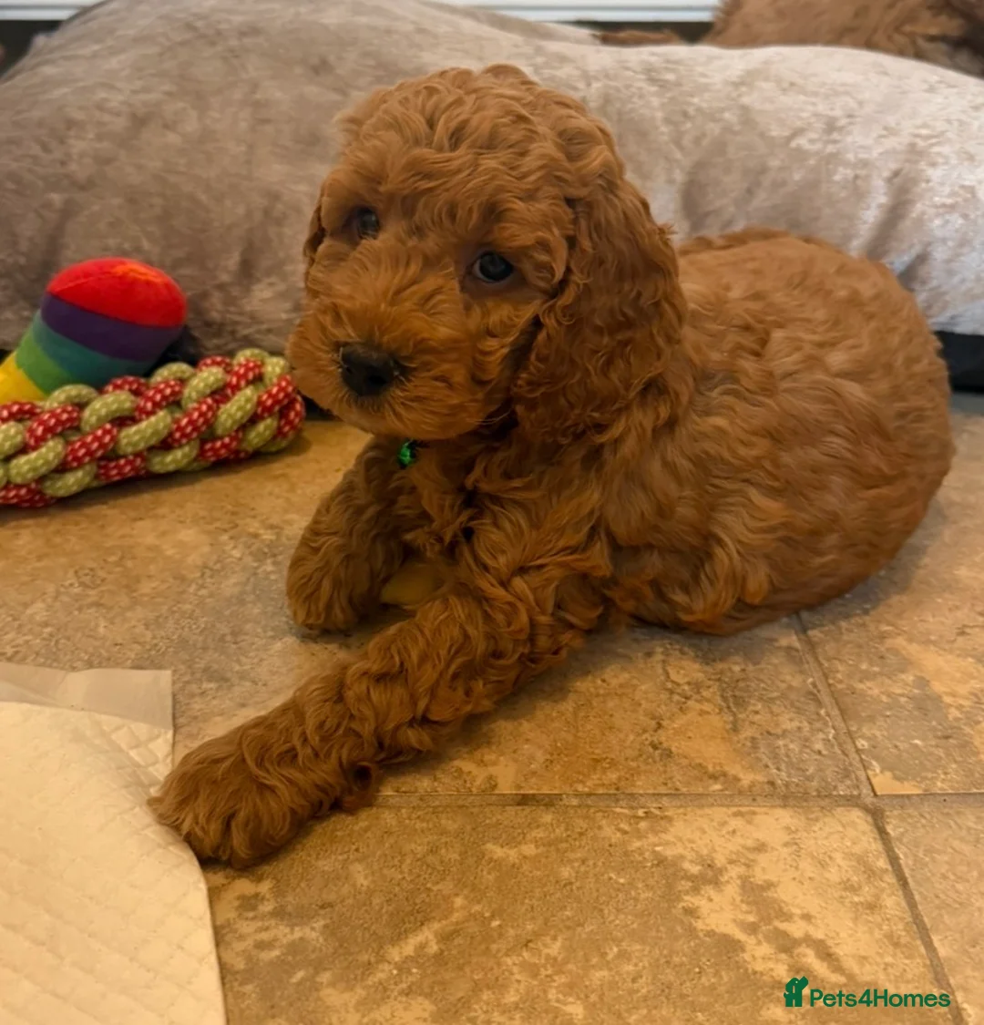 Cockapoo dogs for sale: Quality F1b COCKAPOO Puppies in Dungannon - Advert 1