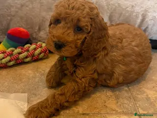 Cockapoo dogs Quality F1b COCKAPOO Puppies in Dungannon - Advert 7