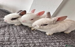 Netherland Dwarf rabbits for sale: Gorgeous Netherlands dwarf baby bunnies - Image 2