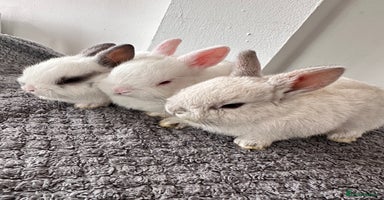 Netherland Dwarf rabbits - Advert 4
