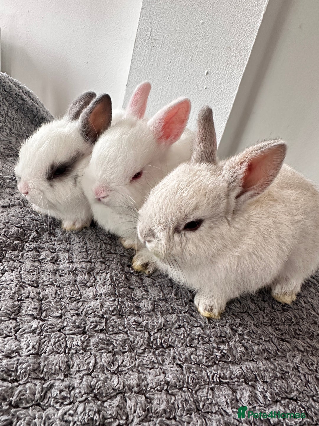 Netherland Dwarf rabbits for sale: Gorgeous Netherlands dwarf baby bunnies - Image 2