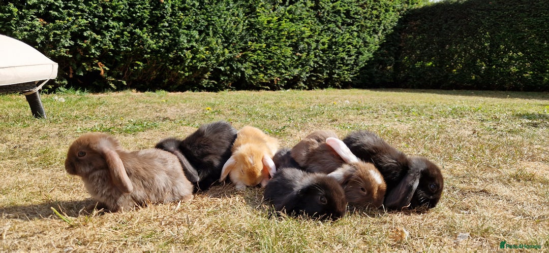 English Lop rabbits for sale: 6 adorable bunnies £60 each ready for a fun home  - Image 3