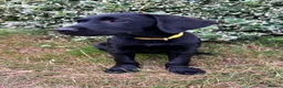 Labrador Retriever dogs for sale: KC Reg Puppies, FTCH Bred with versatility in mind - Advert 6