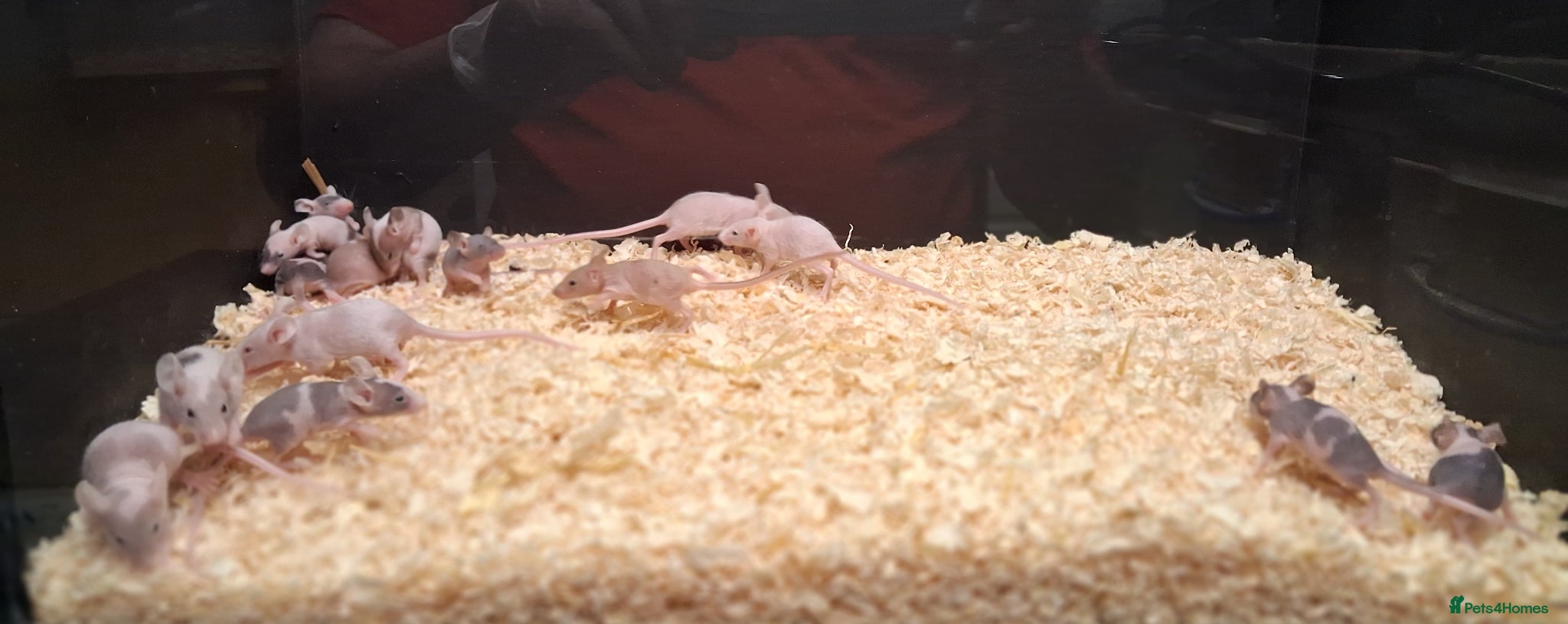 Mouse rodents Young Mice, Fancy, Tri Colours , Naked - Advert 2