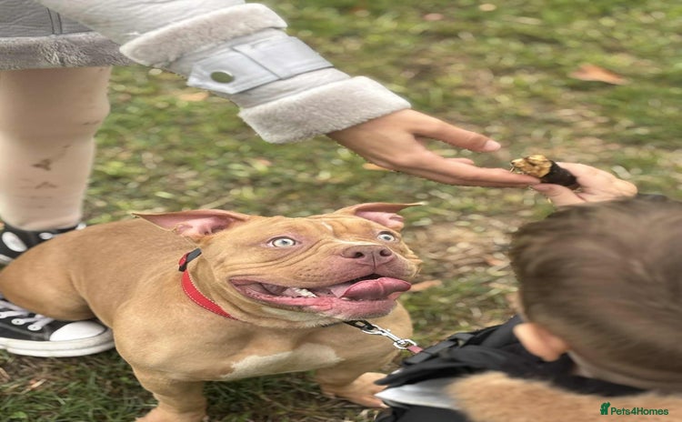 American Bully dogs - Advert 9