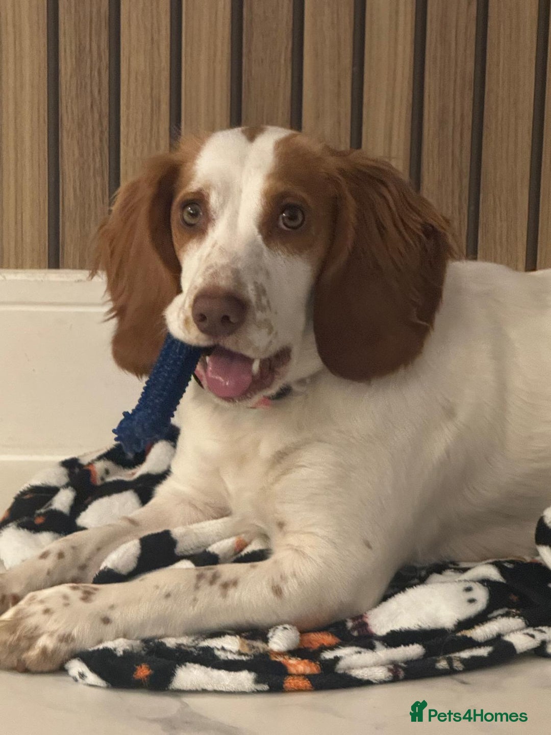 Cocker Spaniel dogs for sale: 11 Mnth Cocker Span Looking for Experienced Home - Advert 1