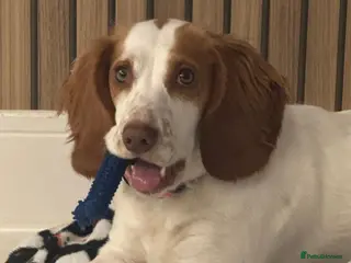 Cocker Spaniel dogs 11 Mnth Cocker Span Looking for Experienced Home - Advert 16