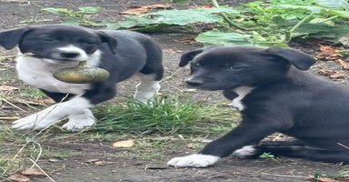 Mixed Breed dogs - Advert 4