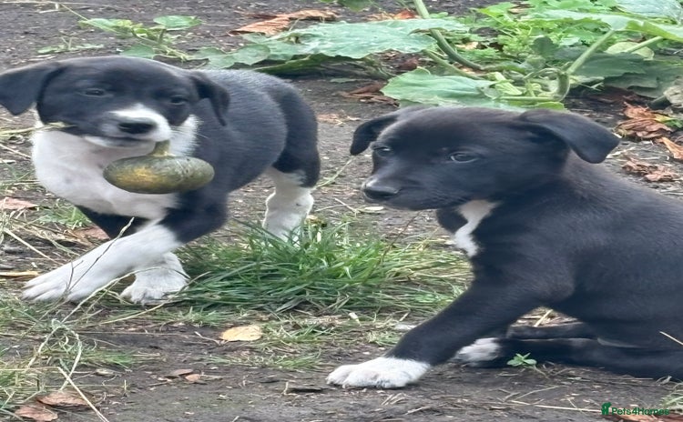 Mixed Breed dogs - Advert 16